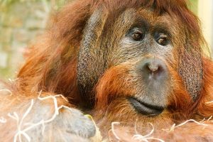 A orangutan, you can see these and have a great family time in Miami