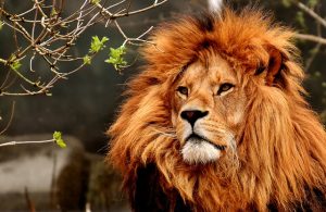A lion