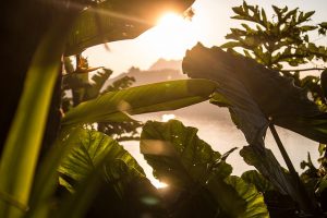 Exotic plants