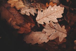 Withered leaves