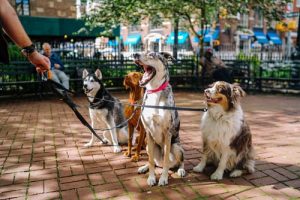 When moving with pets, keeping their routine is really important