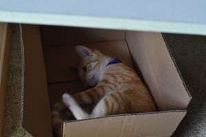 a cat in the box