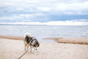Dog on a beach
