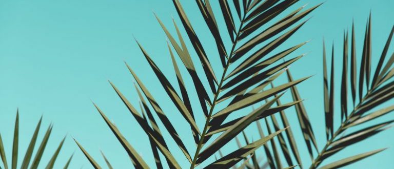 Best Florida cities for seniors - City Movers