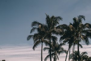 Palm trees near sea