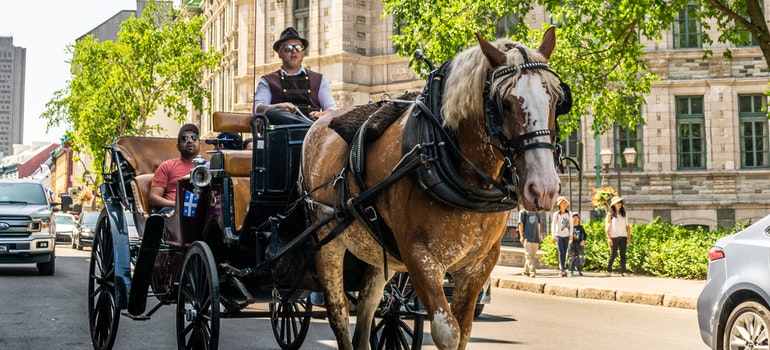 A man is riding a carriage in the middle of the street in Canada