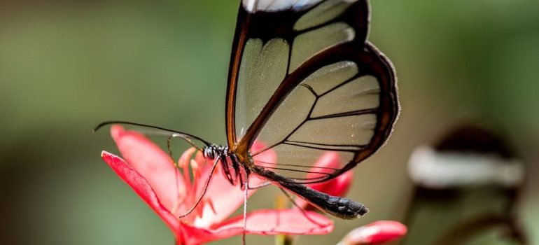 Butterfly on a pink flower