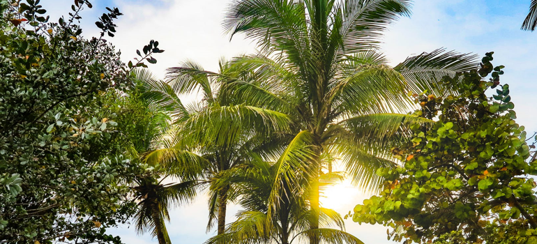 Palms which you can find in Pompano Beach and Boca Raton