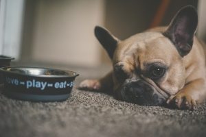 bulldog laying on the floor