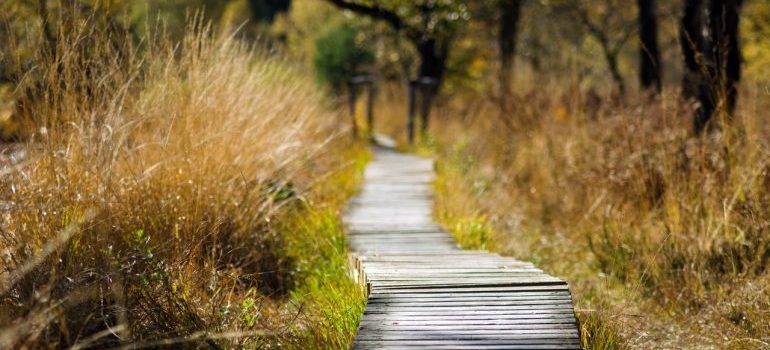 A path going through some grass surrounded by trees