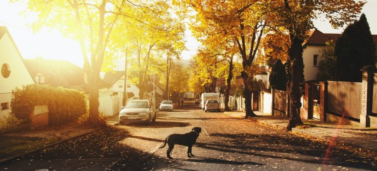 A dog on suburban road