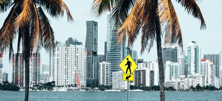 Palm trees near buildings.