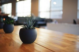 Office plants