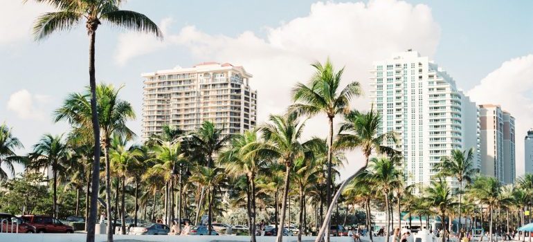 Palm trees near buildings