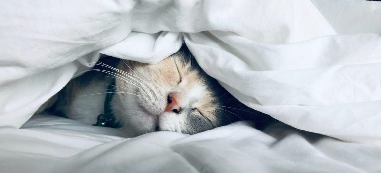 a cat under a blanket 
