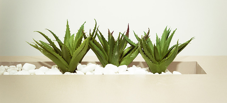 Three cute small Aloe Vera plants for florida offices