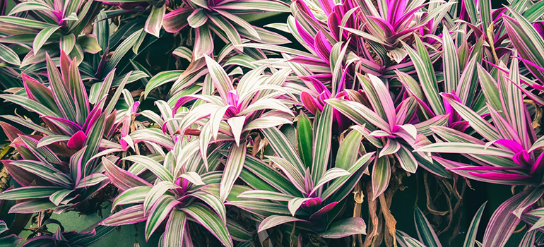 Cordyline red sisters in nature.