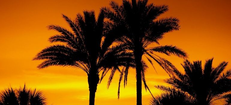 Silhouette photo of palm trees