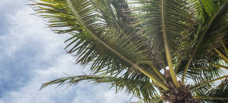 Florida palm tree
