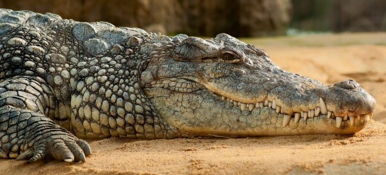 Crocodile laying on the ground