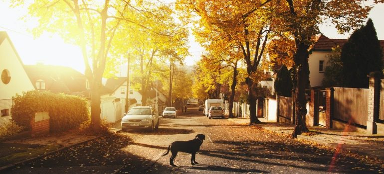 a dog standing in the middle of the street in a neighborhood