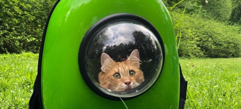 Cat in a pet carrier