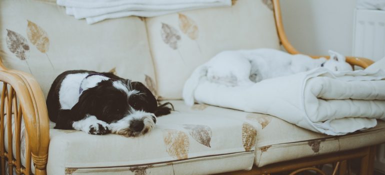 A dog sleeping on the couch.