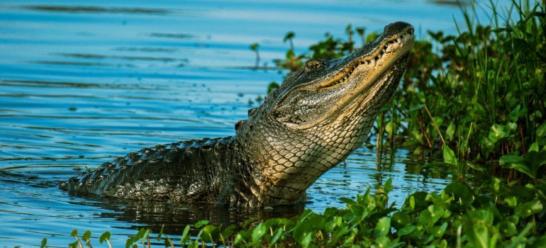 An alligator near water plant