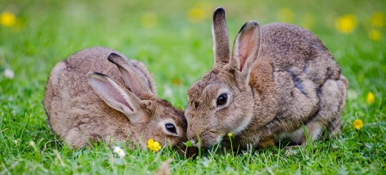 rabbits eating grass