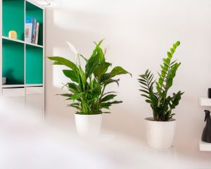 A person looking at houseplants you should have in your Fort Lauderdale office