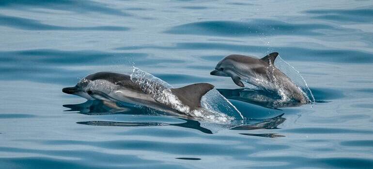 dolphins swimming