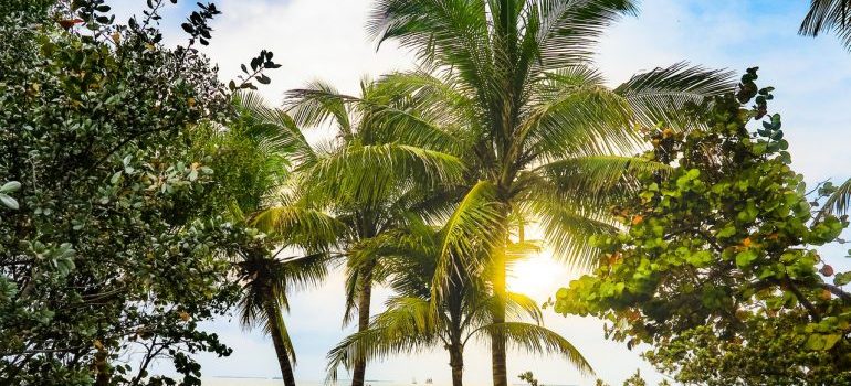 palms on a sandy beach