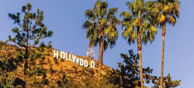 Hollywood palm trees