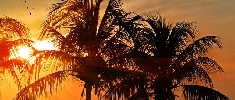 silhouette of trees during golden hour