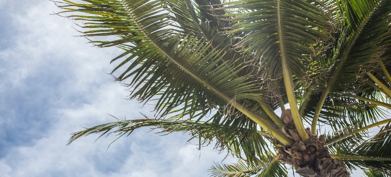 palm trees in the sunlight