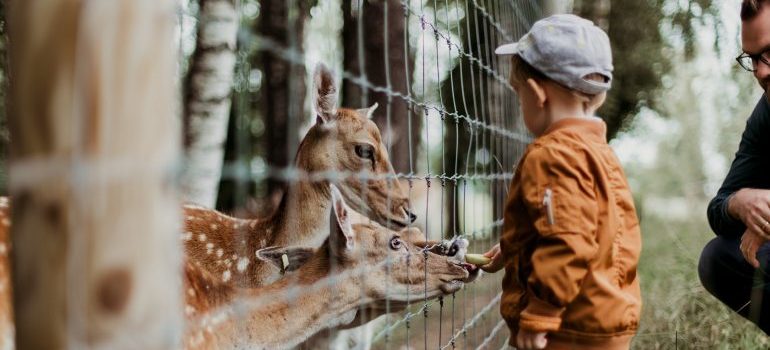 a child in the zoo