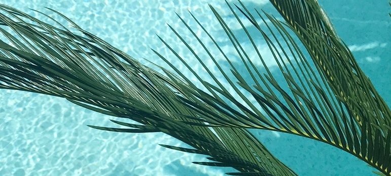 things people love about Palm Springs - palm tree over a pool