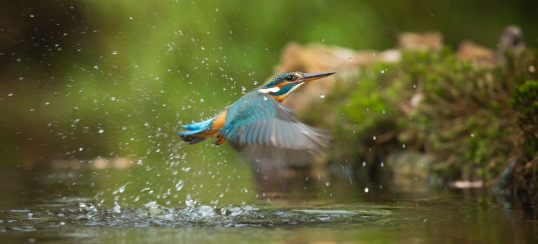 An exotic bird drinking river water