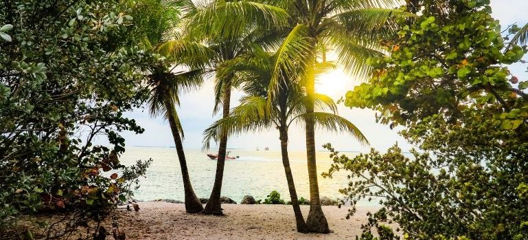 Palm threes on a sandy beach