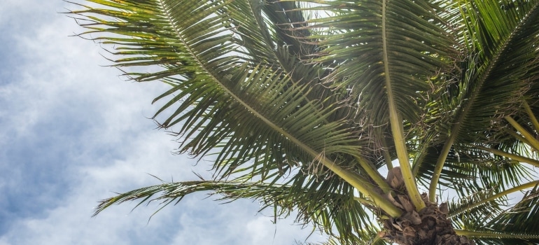 Picture of a palm tree