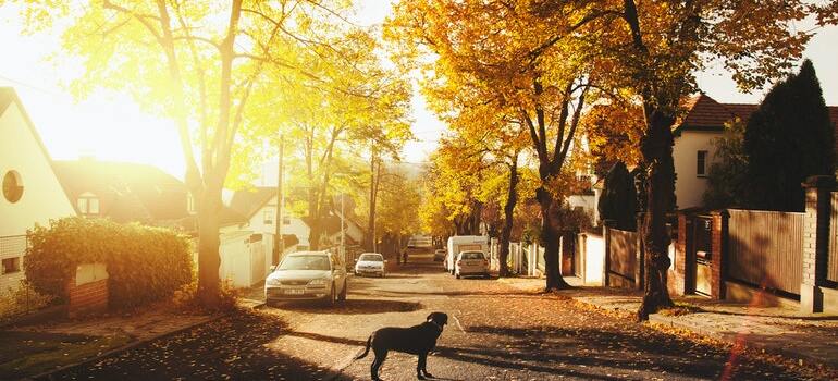 a dog in the street