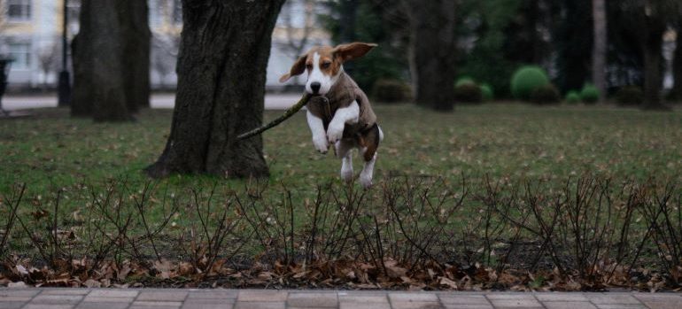 maintain the routine when moving long distance with pets