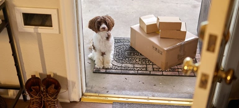 a dog standing at the door next to moving boxes 