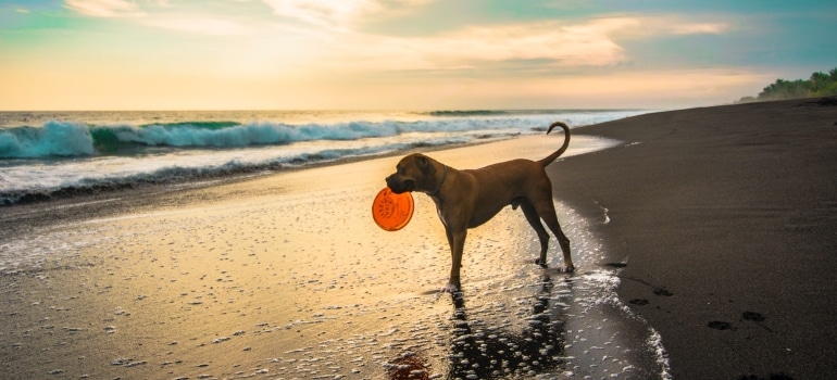 A dog on the beach with a frisbee