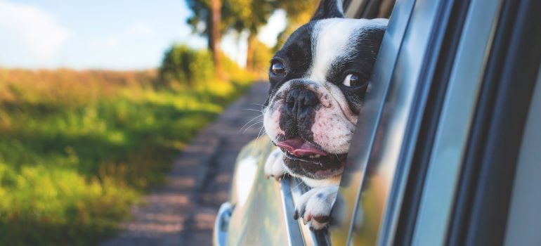 a dog looking through the window of a car