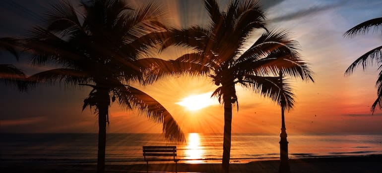 palm trees in the sunset