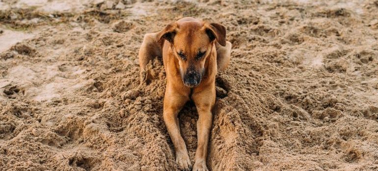 dog lying on the beach