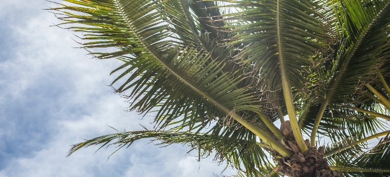 a palm tree