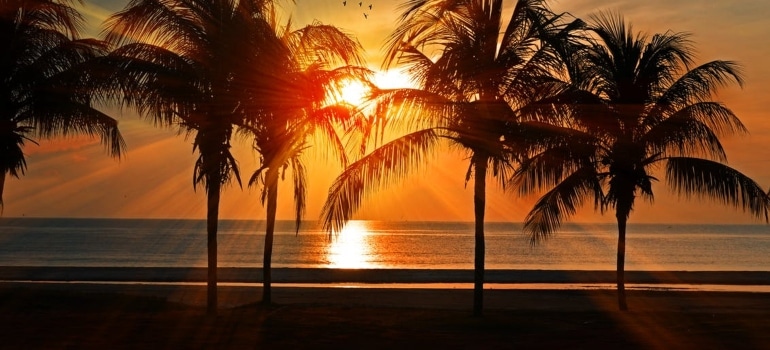 palm trees during golden hour