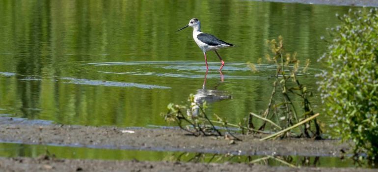 A bird in the green water